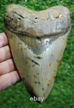 SHARK WEEK SPECIAL Giant 6.25 Extinct Megalodon Tooth With Restoration (R6-30)