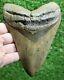 Shark Week Special Giant 6.44 Extinct Megalodon Tooth With Restoration (r6-6)