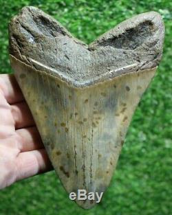 SHARK WEEK SPECIAL Giant 6.44 Extinct Megalodon Tooth With Restoration (R6-6)