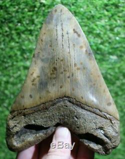SHARK WEEK SPECIAL Giant 6.44 Extinct Megalodon Tooth With Restoration (R6-6)