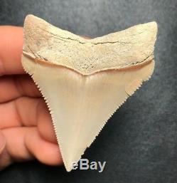 SHARP! 2.24 LEE CREEK AURORA Chub Megalodon Shark Tooth Teeth Fossil Sharks jaw