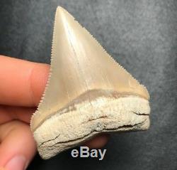 SHARP! 2.24 LEE CREEK AURORA Chub Megalodon Shark Tooth Teeth Fossil Sharks jaw