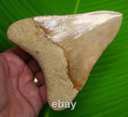 SHARP MEGALODON SHARK TOOTH HUGE 5 & 5/16 in. REAL FOSSIL SERRATED