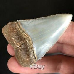 SKY BLUE GREAT WHITE FOSSIL Shark Tooth PERU ATACAMA DESERT Megalodon Era