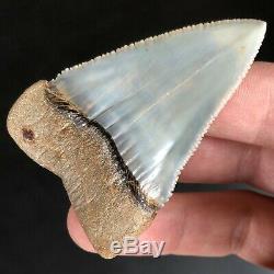 SKY BLUE GREAT WHITE FOSSIL Shark Tooth PERU ATACAMA DESERT Megalodon Era