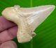 Sokolowi Auriculatus Shark Tooth 2 & 7/8 Real Fossil Megalodon Era