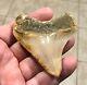 Spectacular Posterior 3.16 X 2.77 Indonesian Megalodon Shark Tooth Fossil