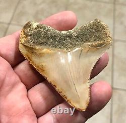 SPECTACULAR POSTERIOR 3.16 X 2.77 Indonesian Megalodon Shark Tooth Fossil