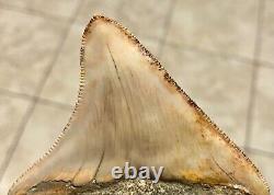SPECTACULAR POSTERIOR 3.16 X 2.77 Indonesian Megalodon Shark Tooth Fossil
