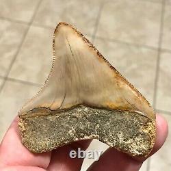SPECTACULAR POSTERIOR 3.16 X 2.77 Indonesian Megalodon Shark Tooth Fossil