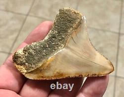 SPECTACULAR POSTERIOR 3.16 X 2.77 Indonesian Megalodon Shark Tooth Fossil