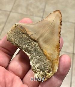 SPECTACULAR POSTERIOR 3.16 X 2.77 Indonesian Megalodon Shark Tooth Fossil