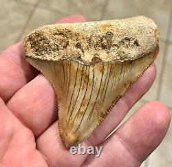 SPECTACULAR POSTERIOR 3.16 X 2.77 Indonesian Megalodon Shark Tooth Fossil