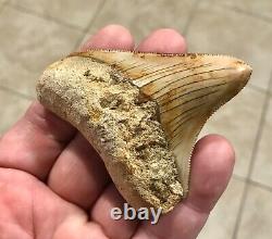 SPECTACULAR POSTERIOR 3.16 X 2.77 Indonesian Megalodon Shark Tooth Fossil