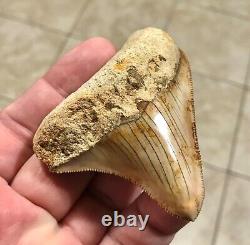 SPECTACULAR POSTERIOR 3.16 X 2.77 Indonesian Megalodon Shark Tooth Fossil