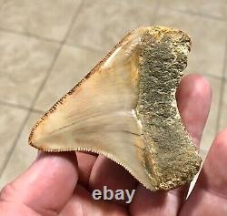 SPECTACULAR POSTERIOR 3.16 X 2.77 Indonesian Megalodon Shark Tooth Fossil