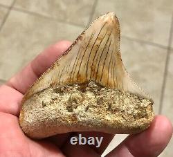 SPECTACULAR POSTERIOR 3.16 X 2.77 Indonesian Megalodon Shark Tooth Fossil