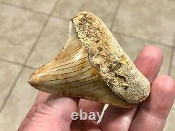 SPECTACULAR POSTERIOR 3.16 X 2.77 Indonesian Megalodon Shark Tooth Fossil