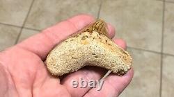 SPECTACULAR POSTERIOR 3.16 X 2.77 Indonesian Megalodon Shark Tooth Fossil