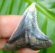 Strikingly Impressive Color Hemipristis Shark Tooth 1.52 Inch Real Fossil