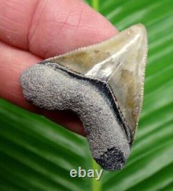 STUNNING BONE VALLEY Megalodon Shark Tooth 1 & 3/4 COLORFUL REAL