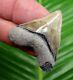 Stunning Bone Valley Megalodon Shark Tooth 1 & 3/4 Colorful Real