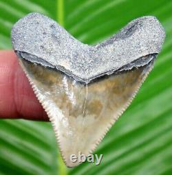 STUNNING BONE VALLEY Megalodon Shark Tooth 1 & 3/4 COLORFUL REAL