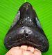 Stunning Megalodon Shark Tooth 4.53 Inches Real Fossil & Not Replica