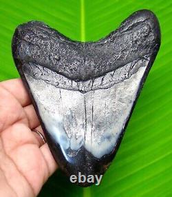 STUNNING MEGALODON SHARK TOOTH 4.53 inches REAL FOSSIL & NOT REPLICA