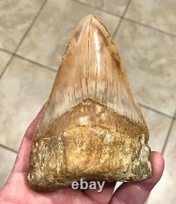 STUPENDOUSLY THICK LOWER 4.88 x 3.34 Indonesian Megalodon Shark Tooth Fossil