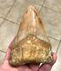 Stupendously Thick Lower 4.88 X 3.34 Indonesian Megalodon Shark Tooth Fossil