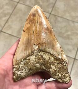 STUPENDOUSLY THICK LOWER 4.88 x 3.34 Indonesian Megalodon Shark Tooth Fossil