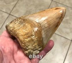 STUPENDOUSLY THICK LOWER 4.88 x 3.34 Indonesian Megalodon Shark Tooth Fossil