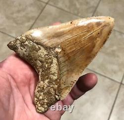 STUPENDOUSLY THICK LOWER 4.88 x 3.34 Indonesian Megalodon Shark Tooth Fossil