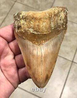 STUPENDOUSLY THICK LOWER 4.88 x 3.34 Indonesian Megalodon Shark Tooth Fossil