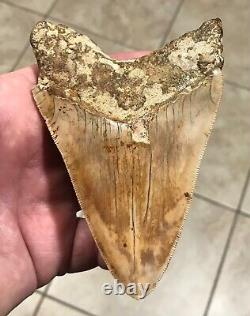 STUPENDOUSLY THICK LOWER 4.88 x 3.34 Indonesian Megalodon Shark Tooth Fossil