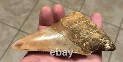 STUPENDOUSLY THICK LOWER 4.88 x 3.34 Indonesian Megalodon Shark Tooth Fossil