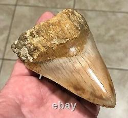 STUPENDOUSLY THICK LOWER 4.88 x 3.34 Indonesian Megalodon Shark Tooth Fossil