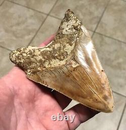 STUPENDOUSLY THICK LOWER 4.88 x 3.34 Indonesian Megalodon Shark Tooth Fossil