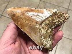 STUPENDOUSLY THICK LOWER 4.88 x 3.34 Indonesian Megalodon Shark Tooth Fossil