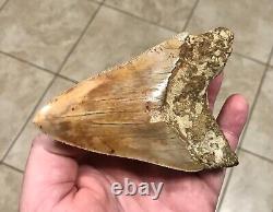 STUPENDOUSLY THICK LOWER 4.88 x 3.34 Indonesian Megalodon Shark Tooth Fossil