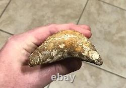 STUPENDOUSLY THICK LOWER 4.88 x 3.34 Indonesian Megalodon Shark Tooth Fossil