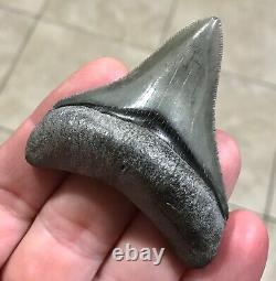 STUPENDOUS 2.59 x 2.27 POSTERIOR Megalodon Shark Tooth Fossil