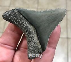 STUPENDOUS 2.59 x 2.27 POSTERIOR Megalodon Shark Tooth Fossil