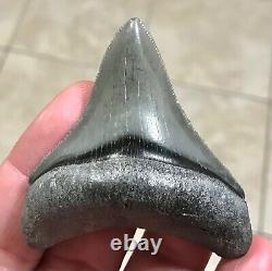 STUPENDOUS 2.59 x 2.27 POSTERIOR Megalodon Shark Tooth Fossil