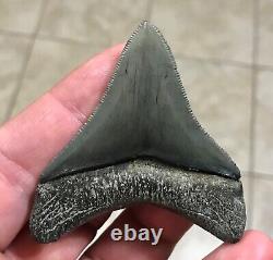 STUPENDOUS 2.59 x 2.27 POSTERIOR Megalodon Shark Tooth Fossil