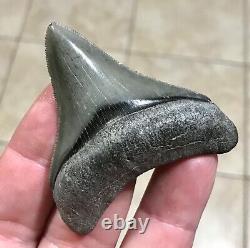 STUPENDOUS 2.59 x 2.27 POSTERIOR Megalodon Shark Tooth Fossil