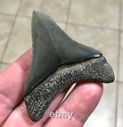 STUPENDOUS 2.59 x 2.27 POSTERIOR Megalodon Shark Tooth Fossil