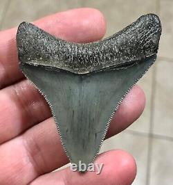 STUPENDOUS 2.59 x 2.27 POSTERIOR Megalodon Shark Tooth Fossil