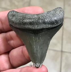 STUPENDOUS 2.59 x 2.27 POSTERIOR Megalodon Shark Tooth Fossil